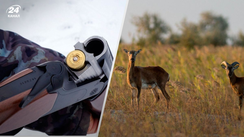 Russen planen, wilde Tiere im eroberten Dzharilgatsky-Nationalpark zu erschießen