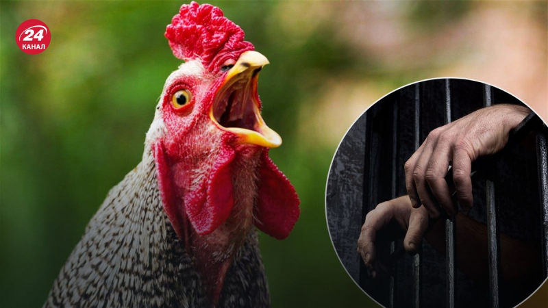 Gefängnisstrafe für das Erschrecken von Hühnern zu Tode: ein merkwürdiges Verbrechen in China