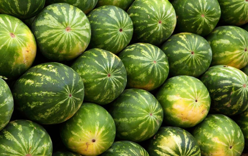 Gute Nachricht: Die Ukrainer können dieses Jahr Kherson-Wassermelonen genießen