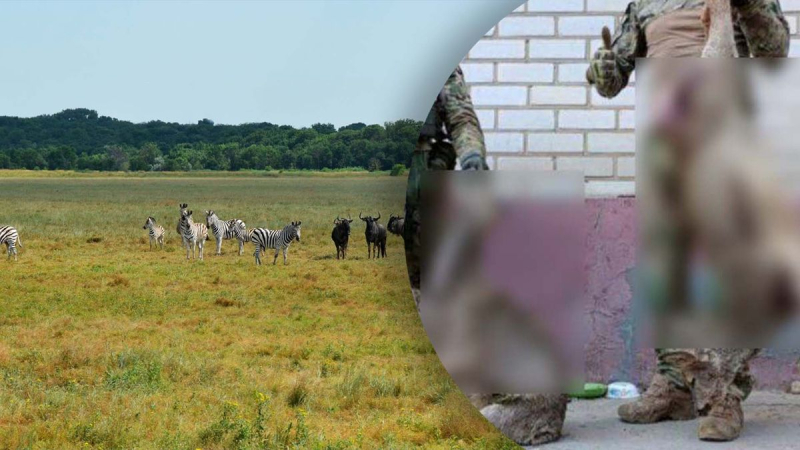 Besatzer töteten Tiere auf der Roten Liste in Askania-Nova und stellten es online: AFU antwortete 