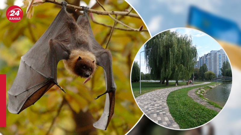 Ein Mann wurde in Brovary von einer Fledermaus gebissen, Medien