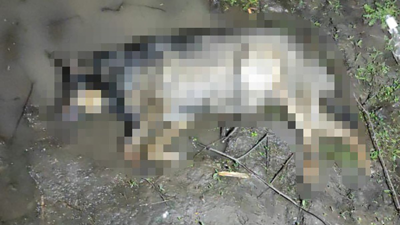 Unbekannte töten brutal einen Hund in Charkiw: Polizei bittet um Hilfe bei der Suche nach Verbrechern