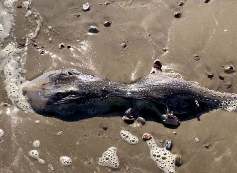 Ein mysteriöses außerirdisches Meerestier, das an einen Strand in Großbritannien gespült wurde: schockierende Fotos