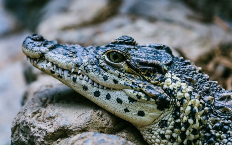 Männlich fand einen 30 cm großen Alligator unter seinem Auto (Video), als sein Nachbar anrief, um ihm zu sagen, dass sich ein 30 cm großer Alligator unter seinem Pickup befand.</p>
<p>UPI berichtete.</p>
<p>Joey Quinlan sagte er arbeitete in seinem Haus in Tampa, als der Nachbar einen Alligator unter seinem Pick-up meldete, der in der Einfahrt geparkt war.</p>
<p>Quinlan filmte ein Video von dem Reptil, das auf diese Weise versuchte, Schatten zu finden, und veröffentlichte das Video auf Facebook. Der Mann sagte, dass ein solcher Fund noch seltsamer sei, da es in der Nähe seines Hauses keine Teiche gebe, in denen solche Alligatoren normalerweise leben.</p>
<p>Der Besitzer des Hauses bemerkte, dass der Alligator am ungewöhnlichsten sei Kreatur, die er dreieinhalb Jahre lang getroffen hat, seit er von Illinois nach Florida gezogen war.</p>
<p>Quinlan kontaktierte einen professionellen Wildtierjäger, der den Alligator sicher umsiedelte.</p>
<blockquote cite=