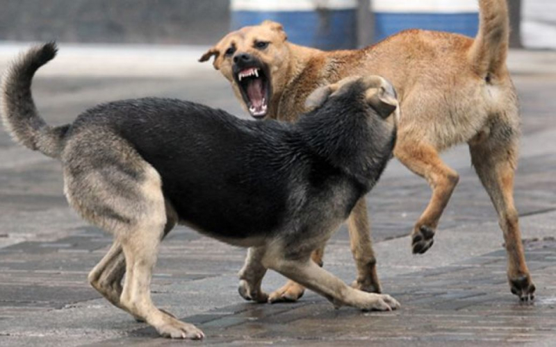 In RF a pack of Hunde haben ein Kind zu Tode gebissen