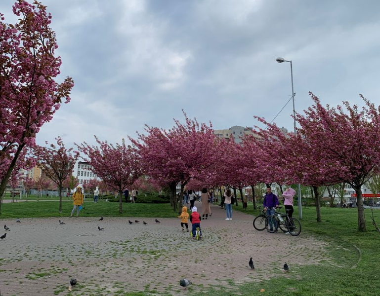 Kirschblüten in Lemberg auf Sykhiv: Blumenfotoessay