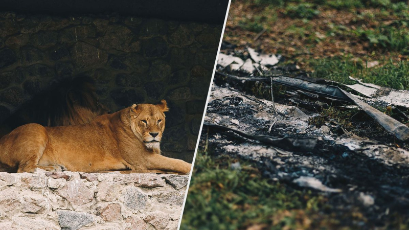 Verbranntes Gras und verängstigte Tiere: So sieht der Kiewer Zoo nach dem Einsturz von Raketentrümmern aus