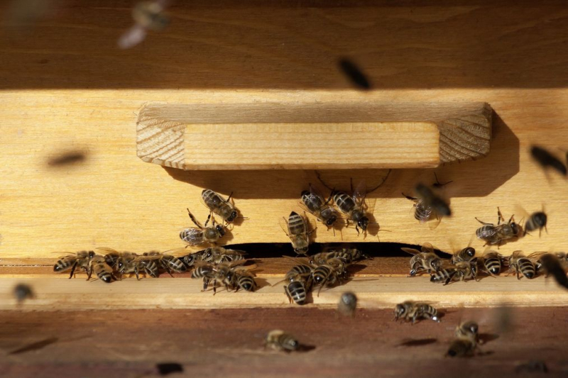 Millionen Bienen in der Region Lemberg starben unter mysteriösen Umständen: Chemikalien könnten der Schuldige sein