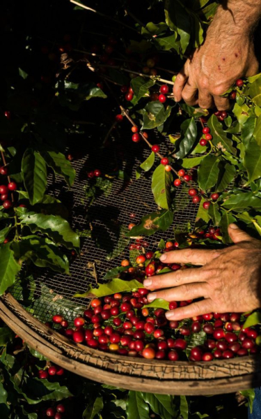  Morgenkaffee kann zum Luxus werden: Warum das Getränk vom Aussterben bedroht ist“ /></p>
<p dir=