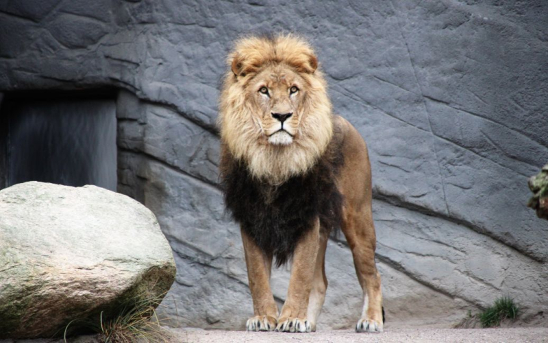 Ich bin im Zoo ins Gehege geklettert: Ein Löwe hat einen 6-jährigen Jungen in Stücke gerissen