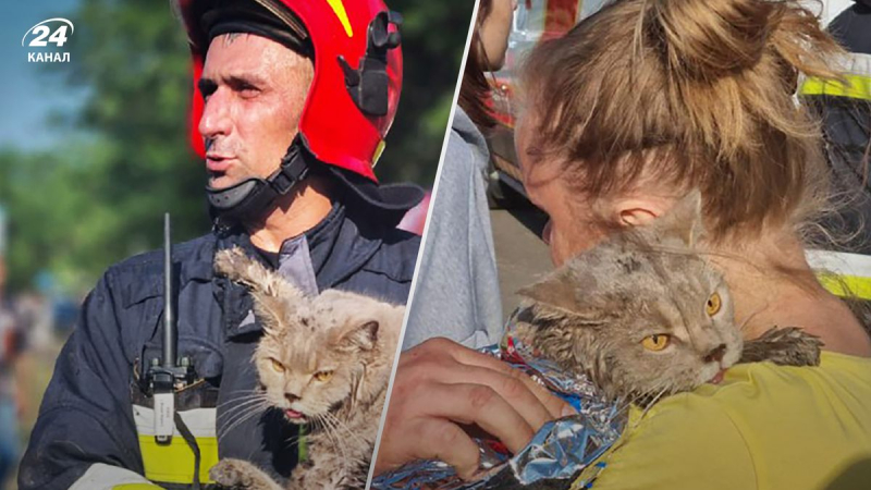 Die Katzen Leo und Myshka wurden gerettet: gruselige Aufnahmen unter einem Hochhaus in Kiew wo die Explosion stattfand