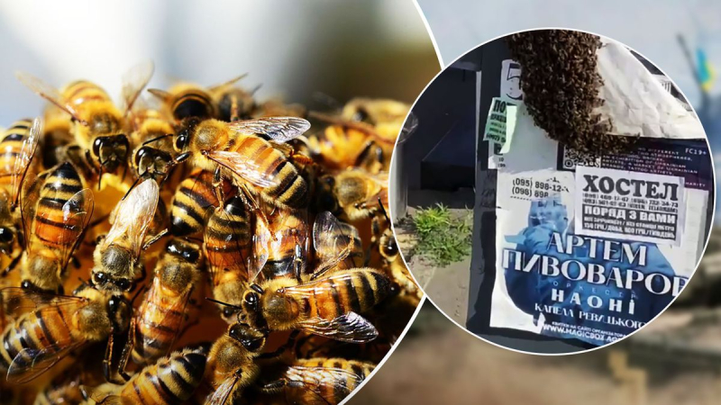 Bieneninvasion in Kiew: Ein riesiges Insektennest in der Nähe der U-Bahn-Station Palast der Ukraine wurde online gezeigt 