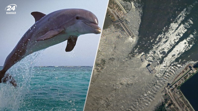 Sprengung des Wasserkraftwerks Kakhovka durch Russland: Tote Delfine aus der Ukraine werden in Bulgarien und gefunden Türkei