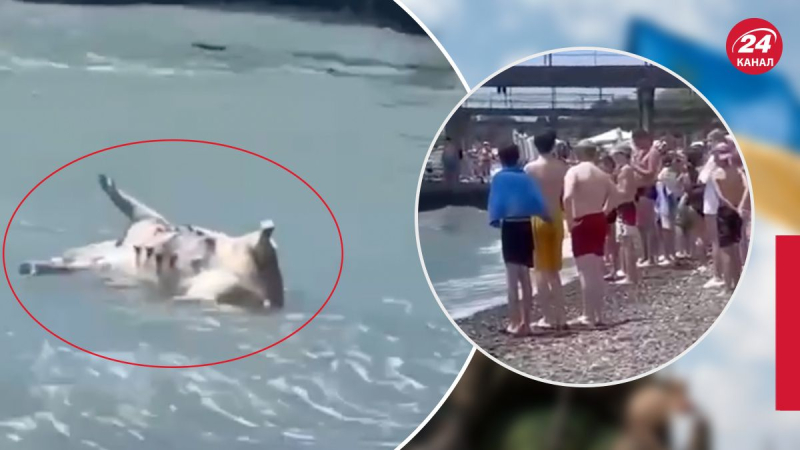 Schreckliche Folgen der Explosion des Wasserkraftwerks Kachowskaja: Schweinekadaver segelten an die Küste von Suchumi in Abchasien