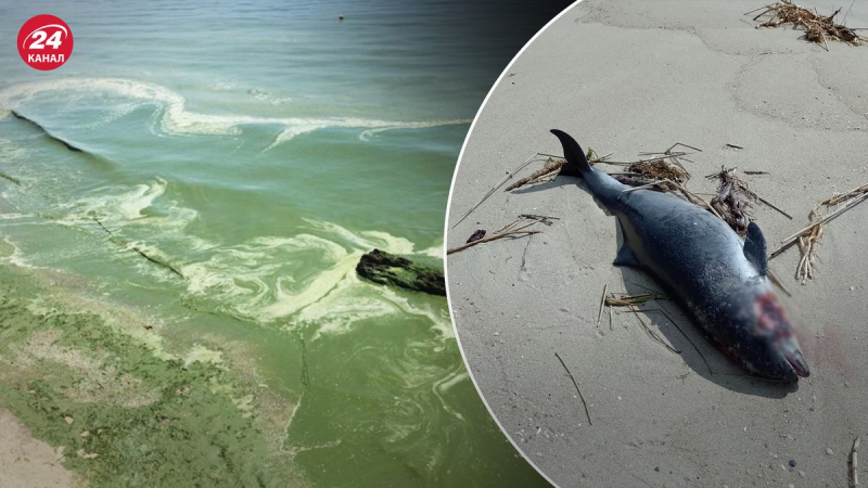 Delfine sterben in der Region Odessa: Tierkörper werden an Land gespült