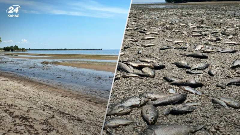 Das Wasser ging an einigen Stellen um 300 Meter zurück: Aufnahmen aus einem Dorf, in dem es zu einem massiven Fischsterben kam 