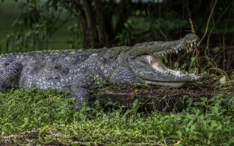 Männlich schockiert, wie er seinen Kopf aus dem Maul eines Krokodils befreien konnte“ /></p>
<p><strong>Er wurde verletzt, überlebte aber.</strong></p>
<p>Der Australier befreite seinen Kopf aus dem Maul eines Krokodils, nachdem ihn ein Reptil beim Schnorcheln angegriffen hatte.</p>
<p>Marcus McGowan war am 27. Mai mit seiner Frau und Freunden auf der Cape-York-Halbinsel im Urlaub, als ihn ein Krokodil in den Kopf biss.</p >
<p>Laut nbcnews.com griff das Krokodil von hinten an.</p>
<p>Das Krokodil packte McGowans Kopf mit seinen Kiefern, heißt es in einer Erklärung des Cairns and Hinterlands Health Service. Wie durch ein Wunder gelang es ihm jedoch, seinen Mund zu öffnen und sich zu befreien.</p>
<p>„Dann versuchte das Krokodil ein zweites Mal, mich anzugreifen, aber ich schaffte es, ihn mit meiner rechten Hand wegzustoßen, in die er dann biss.“ Der Mann war fassungslos und glaubte, das Reptil sei jung.</p>
<p>McGowan wurde nach Haggerstone Island geflogen, wo sein Freund, ein Feuerwehrmann, Erste Hilfe leistete, bis ein Rettungshubschrauber eintraf, der ihn ins nächstgelegene Krankenhaus brachte. Er sagte, dass er wegen Schnittwunden am Kopf und Stichwunden am Arm behandelt wurde.</p>
<p>Laut Marcus war er einfach zufällig zur falschen Zeit am falschen Ort.</p>
<p> „Ich lebe auf Zolotoy, bin Uferbewohner, Surfer und Taucher und verstehe, dass man mit dem Betreten der Meeresumwelt ein Gebiet betritt, das potenziell gefährlichen Tieren wie Haien und Krokodilen gehört“, sagte er in einer Erklärung.</p>
<p>Der Mann bat außerdem um Privatsphäre, während er sich erholte.</p>
<p>Laut dem Australian Zoo können in Australien lebende Salzwasserkrokodile bis zu 7 Meter lang werden. Unter Wasser können sie ihren Atem bis zu acht Stunden lang anhalten.</p>
<p>„Sie nutzen die Trübung des Wassers, um unentdeckt zu bleiben, bevor sie ihre Beute auflauern, sie mit ihren kräftigen Kiefern packen und sie zurück ins Wasser werfen, um sie zu töten.“ Tod“, heißt es auf der Website des Zoos.</p>
<p>Nach Angaben des Queensland Department of Environment and Science verlief der letzte aufgezeichnete Krokodilangriff im Februar in der Gegend von Cape York ebenfalls nicht tödlich. Der Abteilung liegen Aufzeichnungen über Angriffe von Dezember 1985 bis März vor, wobei der letzte Todesfall im Bundesstaat im Februar 2021 gemeldet wurde.</p>
<p>Ein thailändischer Geschäftsmann behauptet, das Geheimnis der Gesundheit entdeckt zu haben – <strong>Konsum von Krokodilblut, gemischt mit Alkohol. Ein Mann beginnt und endet jeden Tag mit einem Glas dieser Mischung.</p>
<h4>Verwandte Themen:</h4>
<!-- relpost-thumb-wrapper --><div class=