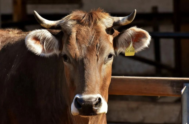 Vergewaltigung einer Kuh in der Region Chmelnizki: Tierschützer empört über Polizeiarbeit