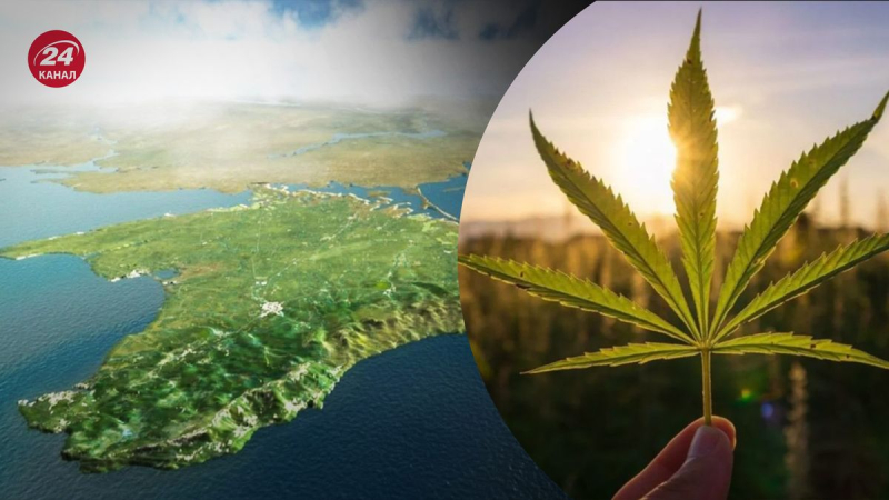 Nach der Legalisierung: Ukraine plant Cannabisanbau auf der Krim