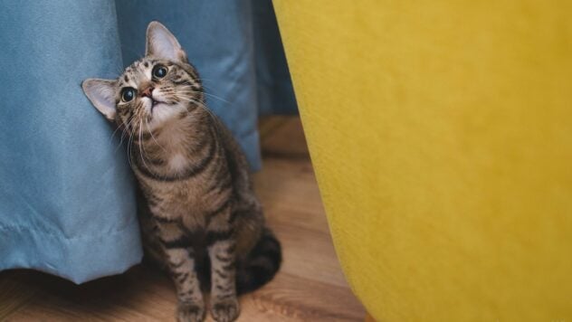 In Lemberg mussten Streifenpolizisten einen Rentner wegen einer Katze retten: Was ist passiert