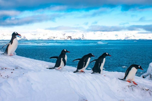 An "Akademiker Wernadski" Pinguine sind zum Nisten angekommen – Foto“ /></p>
<p>„Aber jetzt ist ihre Zahl wieder deutlich zurückgegangen, auf etwa 50. Wohin sind diese Vögel gegangen? Wahrscheinlich in der ersten Welle auf Galindega, Pinguine, die überwintert haben in der Nähe erschienen, weil sich in diesem Winter in den Gewässern unserer Inseln überhaupt keine stabile Eisdecke gebildet hatte. Nun könnten sich einige von ihnen in die Umgebung zerstreut haben, und in der Nähe von „Wernadski“ blieben die Vögel, die hier nisten werden. Später blieben die „Der Rest der lokalen Brutpopulationen sollte sich ebenfalls nähern. Aber vorerst ist dies eine Theorie, die einer gründlichen Überprüfung bedarf“, sagten die Wissenschaftler.</p>
<p>Ukrainische Polarforscher überwachen weiterhin die Wanderungen der Pinguine, weil ihr Verhalten anders ist einer der Indikatoren für den Klimawandel in der Antarktis.</p>
<p>Denken Sie daran, Polarforscher der Antarktisstation „Akademiker Vernadsky“ erzählten von der ersten in diesem Jahr geborenen Robbe und zeigten niedliche Fotos</strong>. Wissenschaftler bitten außerdem um Hilfe bei der Namenswahl für das Siegel.</p>
<h4>Verwandte Themen:</h4>
<p>Weitere Neuigkeiten</p>
<!-- relpost-thumb-wrapper --><div class=