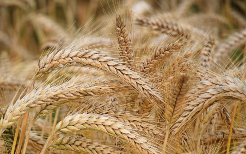 Polen – zum Verbot von Getreideimporten aus der Ukraine: Wir lassen uns nicht überwältigen
