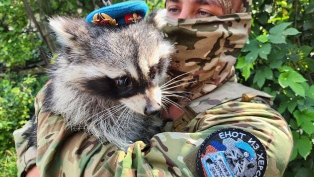 Der Russe, der in Cherson einen Waschbären gestohlen hat, beschwerte sich über den Diebstahl des Tieres durch seinen eigenen Assistenten 