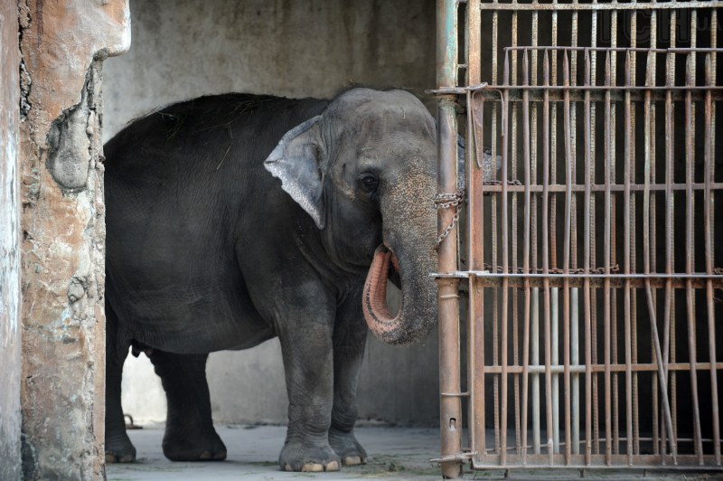  Nach 33 Jahren der Einsamkeit ist der „traurigste Elefant der Welt“ gestorben (Foto)“ /></p>
<p>„Trotz wiederholter Warnungen von PETA haben die Beamten des Zoos von Manila und der Stadt die eindeutig schmerzhaften Beinprobleme in Mali ignoriert, die die häufigste Todesursache für in Gefangenschaft gehaltene Elefanten sind. Jede Person, die ihr die tierärztliche Versorgung verweigert und ihre Überführung in ein Schutzgebiet blockiert hat, muss zur Rechenschaft gezogen werden.“ zur Verantwortung“, heißt es in der Erklärung. „Vielen Dank an alle, die sich für ihre Freilassung eingesetzt haben, von Dr. Jane Goodall und Sir Paul McCartney bis hin zu den vielen philippinischen Stars und Tausenden von Schulkindern.“</p>
<p>Übrigens plädierte Paul McCartney dafür, dass ihr mehr Aufmerksamkeit geschenkt wird nach Mali.</p>
<p>Paul McCartney plädierte dafür, dass Mali mehr Aufmerksamkeit geschenkt wird.</p>
<p>Paul McCartney plädierte übrigens dafür, dass Mali mehr Aufmerksamkeit geschenkt wird.</p>
<p > „Ich war schockiert, als ich erfuhr, dass Mali nicht einmal eine angemessene vorbeugende Fußpflege erhielt“, sagte er 2013 in einem Brief an den damaligen philippinischen Präsidenten Benigno Aquino III, berichtete Rappler. „Fuß- und Gelenkprobleme sind die häufigste Todesursache für Elefanten, die auf harten Oberflächen gehalten werden, und diese Art der Pflege wird in jedem seriösen Zoo der Welt angeboten.“</p>
<p>Er schrieb auch: „Das bin ich Schreiben, um es mit vielen anderen zu teilen, die die Überführung von Mali, dem derzeit im Zoo von Manila lebenden Einzelelefanten, so schnell wie möglich in ein Schutzgebiet in Thailand unterstützen.“</p>
<p>Wir erinnern uns, dass eine Herde wilder Elefanten <strong> hat das Auto zertrampelt, das das Elefantenbaby angefahren hat</strong>. Tiere rächten sich für das Junge.</p>
<h4>Verwandte Themen:</h4>
<p>Weitere Neuigkeiten</p>
<!-- relpost-thumb-wrapper --><div class=