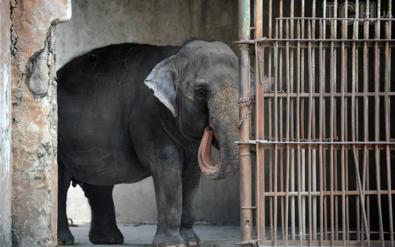 Nach 33 Jahren der Einsamkeit ist der „traurigste Elefant der Welt“ gestorben (Foto)