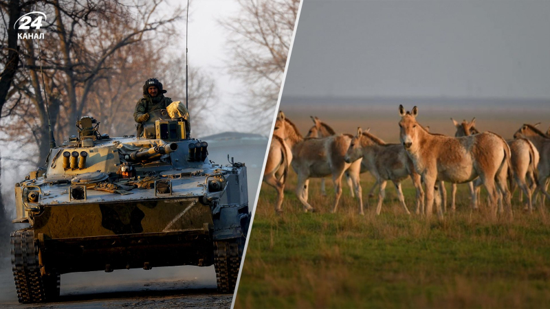 Sie führten einen illegalen „Tauschhandel“ durch: Die Russen stahlen einzigartige Tiere aus „Askania-Novaya““ /></p>
<p>Der Feind hat illegal Tiere aus Askania-Novaya mitgenommen/Collage 24 Channel/Foto von Getty Images und von Facebook von Ruslan Strelets</p>
<p _ngcontent-sc90 class=