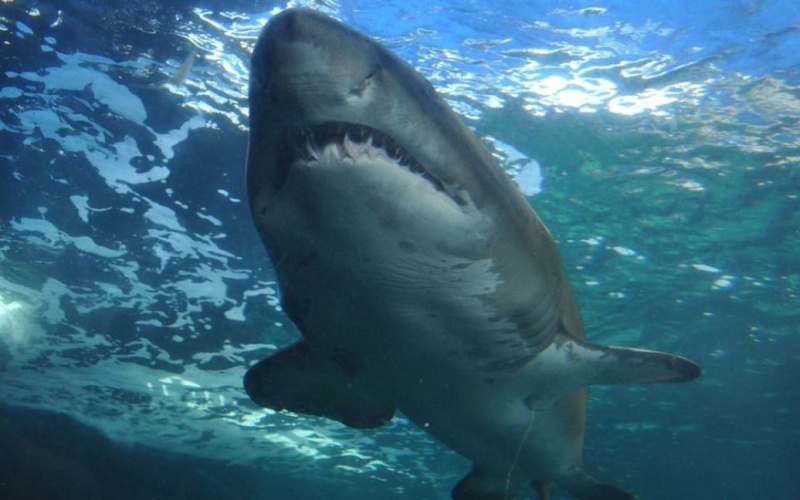 Shark tötete eine Frau am Tag nach ihrer Hochzeit“ /></p>
<p><strong>Die Tragödie ereignete sich auf den Bahamas.</strong></p>
<p>Auf den Bahamas tötete ein Hai währenddessen eine Frau Flitterwochen mit ihrem Liebhaber. Das Paar heiratete am Tag vor der Tragödie.</p>
<p>Der Telegraph schreibt darüber.</p>
<p>Die 44-jährige Amerikanerin surfte mit ihrem Mann auf der Insel New Providence, als der Angriff erfolgte. Ein Jetski-Fahrer am Strand sah, wie ein etwa 4 Meter langer Hai das Brett unter Wasser zog.</p>
<p>„Als ich sah, dass nur ein Mann auf dem Brett stand, sagte ich über mich selbst, dass das so sein muss.“ Dann waren seine leisen Hilferufe zu hören“, sagte er der lokalen Zeitung Nassau Guardian. „Es war verrückt, weil ich sah, wie sie vom Ufer wegschwammen. Sie lachten und redeten. Sie haben erst gestern geheiratet.“</p>
<p>Der Retter fuhr mit einem Boot, um das Opfer und ihren Mann abzuholen. Zeugen sagten, es sei Blut auf dem Surfbrett gewesen und der Hai sei darum herumgeschwommen.</p>
<p>„Das Opfer wurde einer Herz-Lungen-Wiederbelebung unterzogen, erlitt jedoch schwere Verletzungen an der rechten Körperseite, einschließlich der Hüfte, und am Oberkörper.“ Gliedmaßen“, sagte Sergeant Desiree Ferguson von der Royal Bahamas Police.</p>
<p>Erinnern Sie sich daran, dass <strong>der Mann die Leiche seines Freundes im Gefrierschrank aufbewahrte</strong>, weil er wegen seines Todes „krank“ war. Es wurde bekannt, wie er bestraft wurde.</p>
<h4>Ähnliche Themen:</h4>
<p>Weitere Nachrichten</p>
<!-- relpost-thumb-wrapper --><div class=