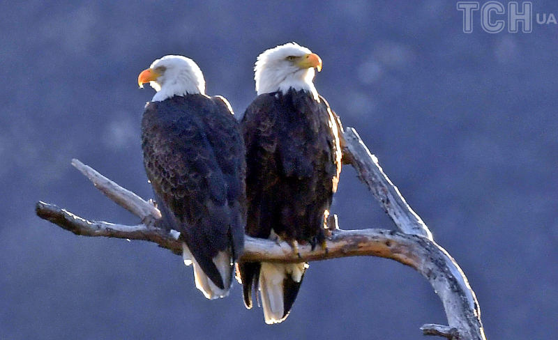  Zwei Männer, denen vorgeworfen wird, 3.600 Vögel getötet zu haben: Welche Strafe wird ihnen drohen? In der Anklageschrift wurden 13 konkrete Fälle mutmaßlicher Verstöße gegen das Eagle Protection Act aufgeführt, aber die Staatsanwälte sagten nicht, welche anderen Vogelarten getötet wurden oder wie viele selten oder gefährdet waren.< /p> </p>
<p>Der Weißkopfseeadler ist der Nationalvogel der Vereinigten Staaten und erscheint sowohl auf der Währung als auch auf dem Staatssiegel.</p>
<p>Die Höchststrafe für Verschwörung und illegalen Handel sowie Verstöße beträgt fünf Jahre des Eagle Protection Act werden mit einem Jahr Gefängnis und Geldstrafen bestraft.</p>
<p>Zur Erinnerung: Eine Frau, die einen klinischen Tod erlebte, sprach offen über ihre Nahtoderfahrung</strong>. Aufgrund von Komplikationen durch COVID erlitt sie einen Herzstillstand.</p>
<h4>Verwandte Themen:</h4>
<p>Weitere Nachrichten</p>
<!-- relpost-thumb-wrapper --><div class=