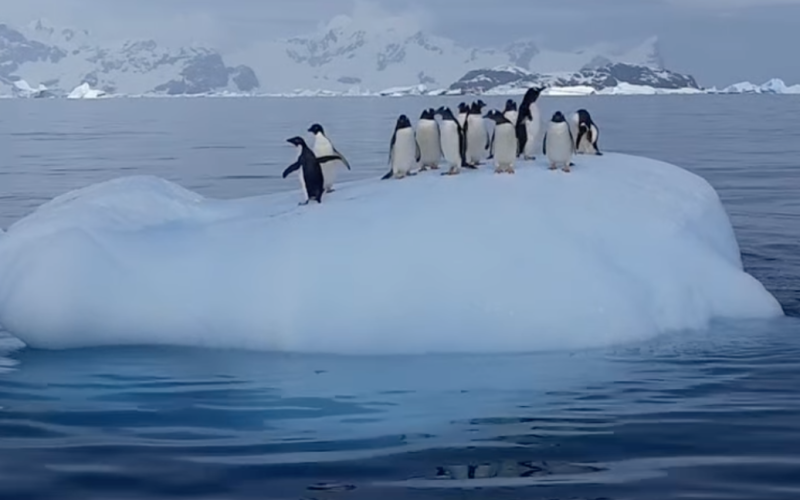 Pinguine inszeniert &quot ;schaukeln