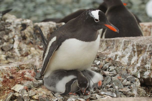 Mehr als 750 Küken: Ein Biologe zeigte Pinguinbabys in der Antarktis (rührende Fotos)“ /></p>
<p>Andere Babys werden sicherlich noch mehrere Wochen in den Nestern bleiben und ständig von einem ihrer Eltern betreut werden.</p>
<p> < p>Erinnern Sie sich daran, dass frühere ukrainische Polarforscher der Station „<strong>Akademik Vernadsky</strong>“ ein Foto veröffentlicht haben, das zeigt, wie Pinguine auf einer kleinen Eisscholle „schaukelten“.</p>
<p>Während einer Seereise , unseren Polarforschern ist es gelungen, einen interessanten Moment festzuhalten: wie eine Gruppe Pinguine auf einem kleinen Eisberg schwang.</p>
<h4>Verwandte Themen:</h4>
<p>Weitere Nachrichten</p>
<!-- relpost-thumb-wrapper --><div class=