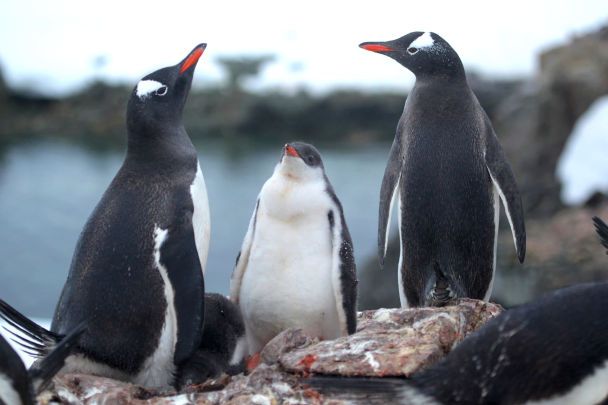 Mehr als 750 Küken: Ein Biologe zeigte Pinguinbabys in der Antarktis (rührende Fotos)