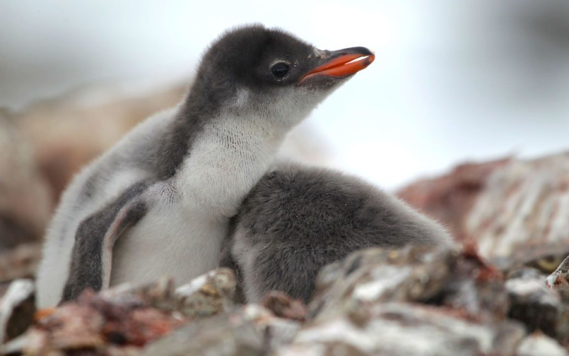 Mehr als 750 Küken: Ein Biologe zeigte Pinguinbabys in der Antarktis (rührende Fotos)