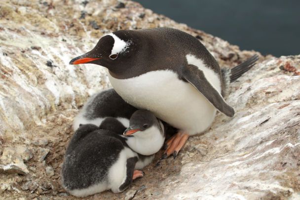 Mehr als 750 Küken: Ein Biologe zeigte Pinguinbabys in der Antarktis (rührende Fotos)“ /></p>
<p>„Unter den Pinguinküken gibt es sehr kleine, und es gibt solche, die gut gewachsen sind und aufholen.“ Größe mit ihren Eltern.<br /> Insbesondere die erwachsenen Küken auf der Insel 6 schlüpfen aus den ersten Eiern, die Anfang November gelegt werden“, sagt Vadim Tkachenko.</p>
<p><img decoding=