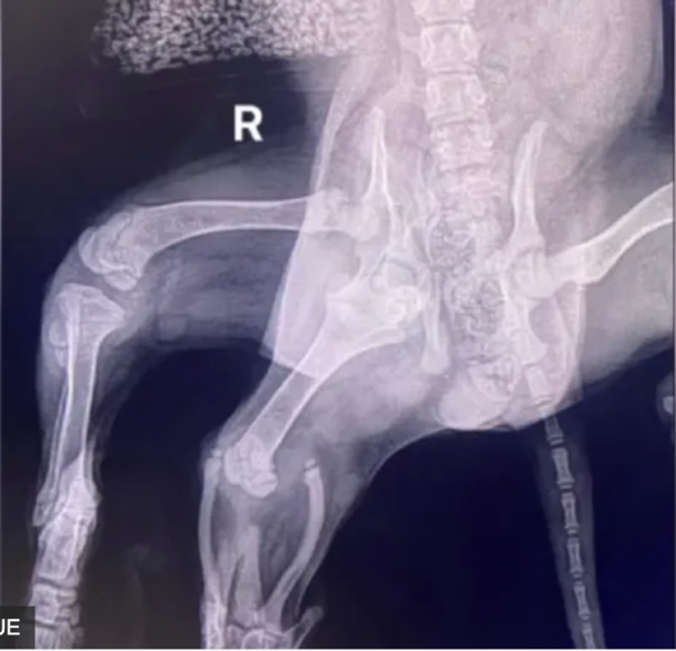 Ein Hund mit sechs Beinen: Ärzte führten eine erfolgreiche Operation zur Amputation zusätzlicher Gliedmaßen durch - Foto