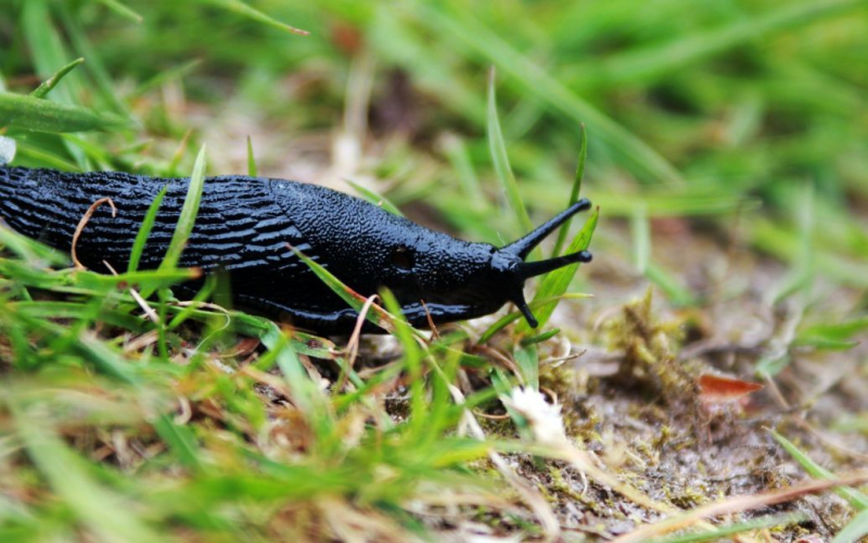 Der Typ ist gestorben nachdem er eine Gartenschnecke gegessen hatte“ /></p>
<p><strong>Was als Witz begann, wurde zu einer Tragödie.</strong></p>
<p>Australier, der beschloss, an einem Geburtstag eine Schnecke zu essen Der 19-jährige Rugbyspieler Sam Ballard nahm die Herausforderung seiner Freunde an und aß eine Schnecke. Aber es war mit Rattenlungenwürmern infiziert, was dazu führte, dass der Mann 420 Tage lang ins Koma fiel, nachdem er sich eine Meningitis namens eosinophile Meningoenzephalitis zugezogen hatte.</p>
<p>Sam erlitt eine schwere Gehirninfektion, die ihn von der Hüfte abwärts gelähmt und eingesperrt zurückließ zu einem Rollstuhl. Er starb im Alter von 29 Jahren, nachdem er seiner Mutter gesagt hatte: „Ich liebe dich.“</p>
<p>Auf The Project erinnerte er sich an die Party, die 2010 stattfand: „Wir saßen herum und verbrachten den Abend Ich genoss Rotwein und versuchte, mich wie Erwachsene zu benehmen, und eine Schnecke kroch herein. Das Gespräch drehte sich um: „Soll ich das essen?“ Sagte Sam. Bam. So ist es passiert.“</p>
<p>Jimmy sagte, er habe sich entschuldigt An seine Freundin dafür Sams Mutter, Katie Ballard, sagte dem Daily Telegraph in Australien, dass sie weder den Jungen ihre Tapferkeit noch ihrem Sohn die Schuld dafür gibt, dass sie die Sache zu Ende gebracht haben. Sie gab jedoch zu, dass ihr Leben „am Boden zerstört“ war.</p>
<p>Wir erinnern uns, dass 150 lebende Larven <strong>aus der Nase des Mannes entfernt wurden</strong>. Mehrere Monate lang verstand er nicht, was mit ihm geschah.</p>
<h4>Ähnliche Themen:</h4>
<p>Weitere Nachrichten</p>
<!-- relpost-thumb-wrapper --><div class=