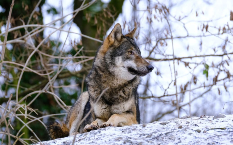 In Italien am Ein Wolf rannte auf die Skipiste (Video)“ /></p>
<p><strong>Das Raubtier wurde von einem Sportler vertrieben, dem jetzt Tierquälerei vorgeworfen wird.</strong></p>
<p>< p>In Italien rannte ein Wolf auf die Skipiste. Das Raubtier lief dem Skifahrer mehrere Dutzend Meter davon, bis es im Wald verschwand.</p>
<p>Die russische BILD schreibt darüber.</p>
<p>Wie erwähnt im Skigebiet Val di Fiemme In Norditalien filmte einer der Skifahrer einen Wolf, der auf die Piste rannte. Der Athlet stahl ihn und verfolgte ihn mehrere Dutzend Meter lang. Daraufhin flüchtete das graue Raubtier von der Piste durch einen Zaun in den Wald.</p>
<p>„Tierschützer griffen zu den Waffen gegen den Skifahrer. Sie glauben, dass er das Raubtier nicht hätte verfolgen sollen. Dem Sportler wurde vorgeworfen, das Wohlergehen und die Gesundheit des Wolfes beeinträchtigt zu haben. Gegen den Skifahrer wird wegen Tierquälerei ermittelt“, heißt es in der Veröffentlichung.</p>
<p>Erinnern Sie sich daran, dass ein Obdachloser ein Privatflugzeug entführt hat, um seinen Standpunkt zu beweisen.</p>
<h4>Verwandte Themen:</h4>
<p>Weitere Neuigkeiten</p>
<!-- relpost-thumb-wrapper --><div class=