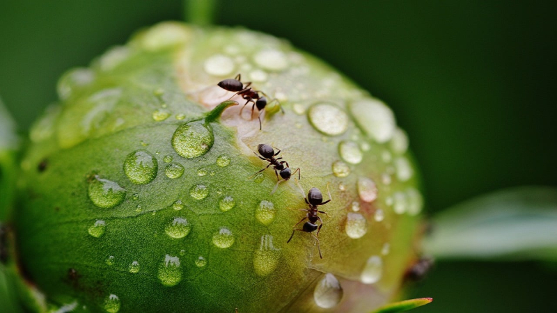 Es wird etwas wärmer, aber es wird regnerisch: wie das Wetter in der letzten Märzwoche sein wird