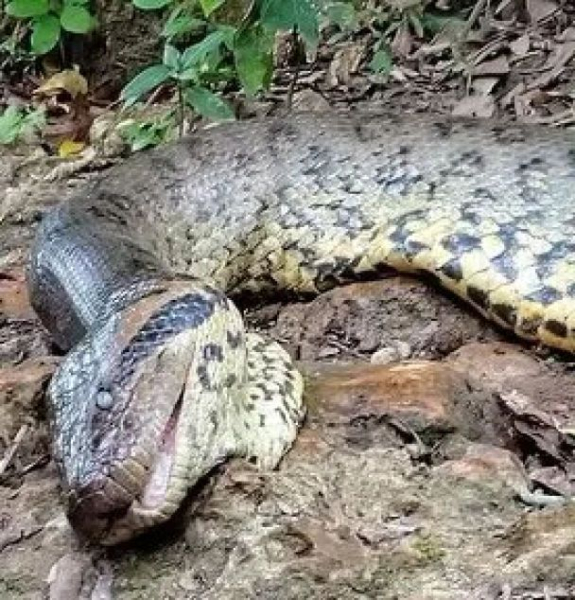 Die größte Schlange der Welt wurde von Jägern getötet: So sah sie aus (Foto, Video)