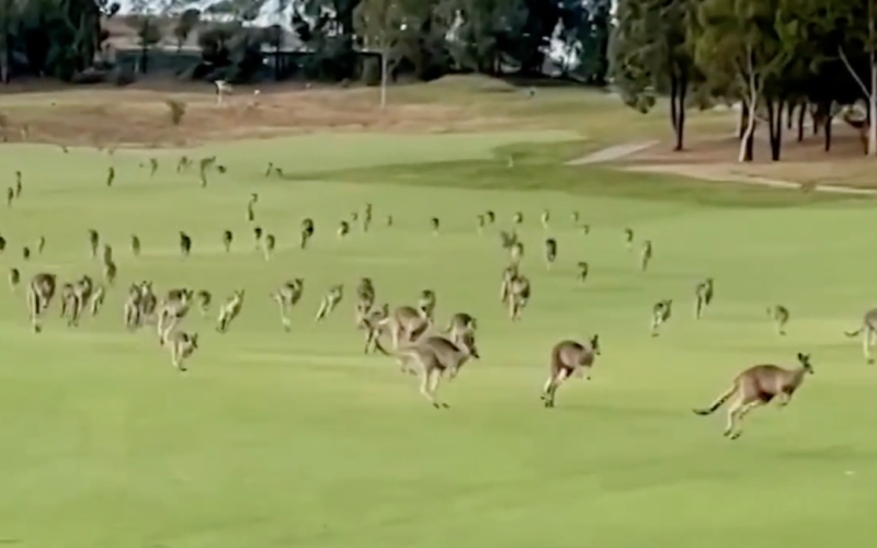 Hunderte Kängurus „angegriffen“ Golf -Club – Video