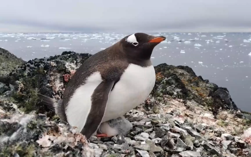 Ukrainisch Polarforscher zeigten, dass Pinguine in einer noch nie dagewesenen Höhe nisten: Video