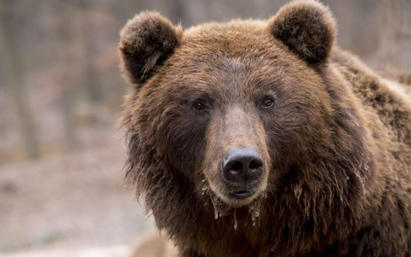 In der Slowakei erschreckte ein Bär Touristen aus Weißrussland: Das Treffen endete tragisch (Foto)