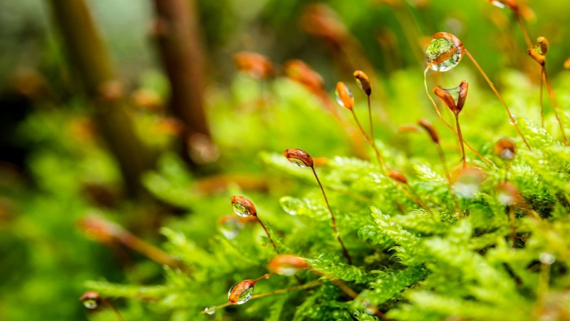 Eine Woche mit Niederschlag und Frost am Boden: Wetter in der Ukraine seit dem 22. April