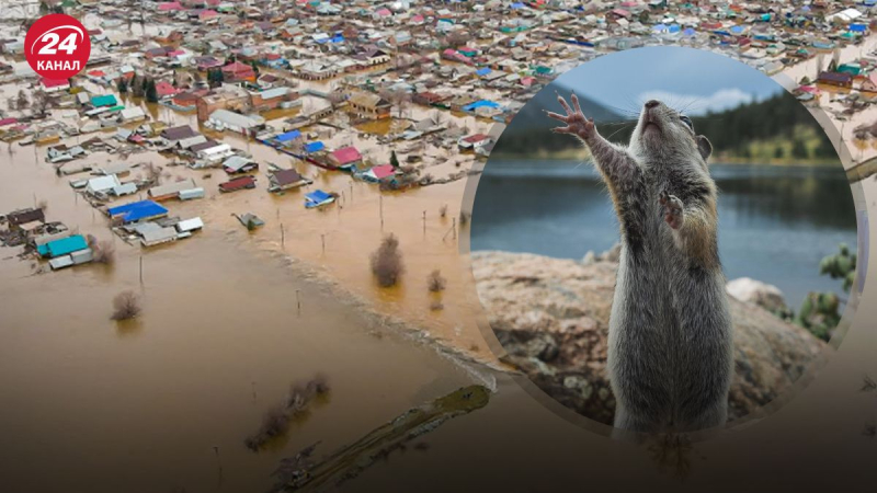 Schuld sind Nagetiere für alles: Die Firma, die den Staudamm in Orsk gebaut hat, hat bereits die letzten in der Bresche gefunden