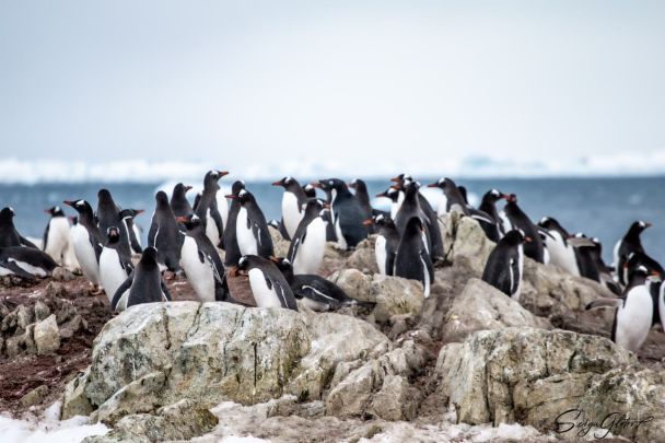 500 für jeden Polarforscher: Auf Wernadskij wurde eine Rekordzahl an Pinguinen gezählt - Foto