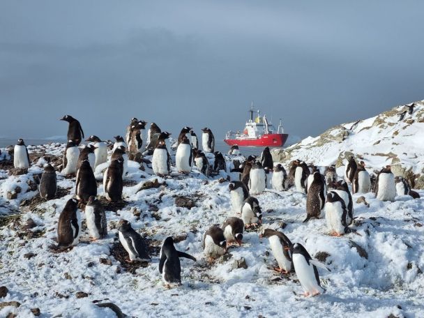 500 für jeden Polarforscher: In Wernadskij wurde eine Rekordzahl an Pinguinen gezählt - Foto