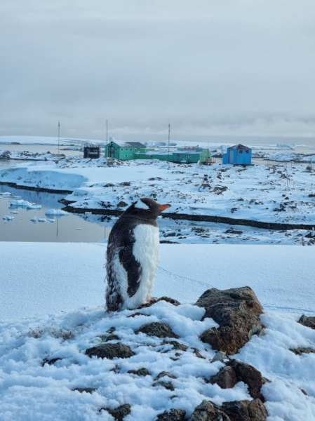 500 für jeden Polarforscher: Eine Rekordzahl an Pinguinen wurde in Wernadskij gezählt - Foto